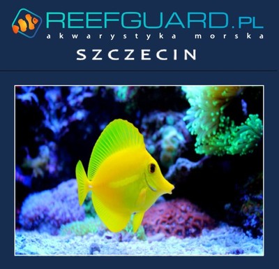 Zebrasoma flavescens Żółtek ryby morskie Szczecin - 6706651982 - oficjalne  archiwum Allegro