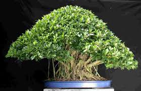 Ficus microcarpha