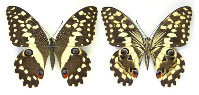 Preparowany motyl - Papilio demodocus demodocus, F