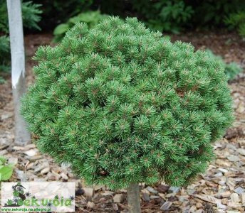 Sosna hakowata 'Heideperle' Pinus uncinata