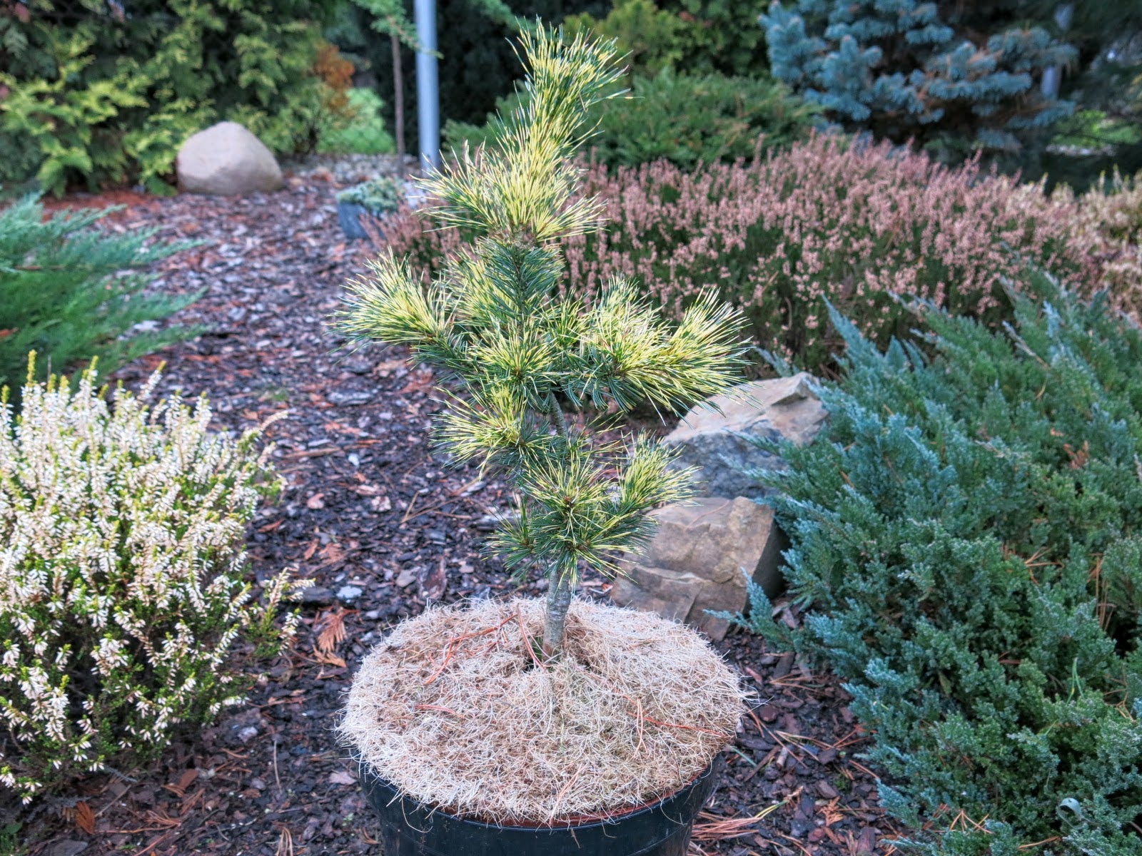  Pinus parviflora Ogon Janome -  śliczna !!!