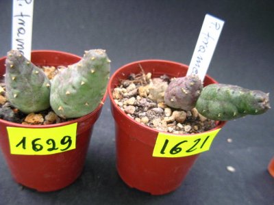 Kaktusy Piaranthus framesii nr1621 w don5,5cm