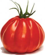 Pomidor gruntowy wysoki Corazon F1 Vilmorin+GRATIS