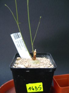 Kaktusy Brachystelma filifolium nr1435 CAUDEX