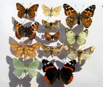 Zestaw motyli motyle 20 szt. na szpilkach