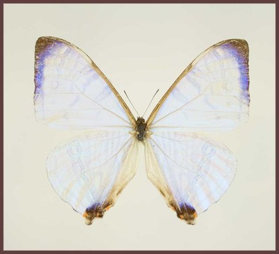 Motyl w gablotce Morpho sulkowskyi nivea