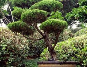 Jałowce i cyprysiki Formowane na bonsai nr 12