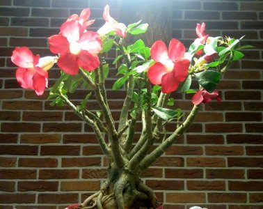 Adenium Obesum Róża Pustyni GIGANT bonsai 9-letnie
