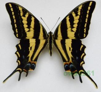 Papilio pilumnus USA, Teksas 88mm