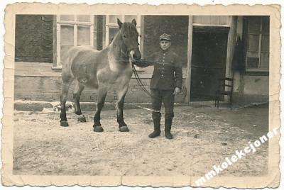Żołnierz koń