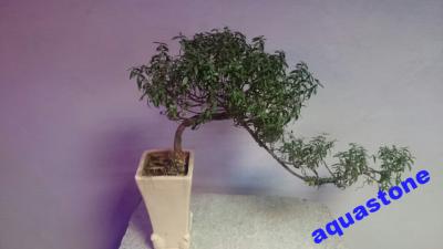 Bonsai mirt  - prawdziwe drzewko - NIE SADZONKA!!