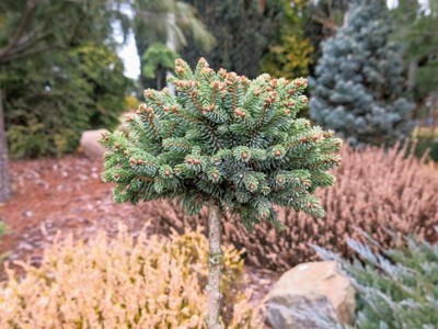 Picea glauca Burning Well - Piękny unikat !!!