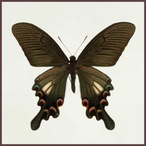 Motyl w gablotce Papilio syfanius