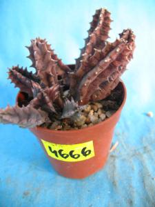 Kaktusy Huernia  macrocarpa nr4666 don5,5cm