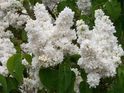 Lilak, bez BIAŁY szlachetny kwiat-pachnący NR 679A