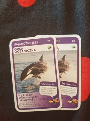 Super zwierzaki karta 51 Orka Oceaniczna