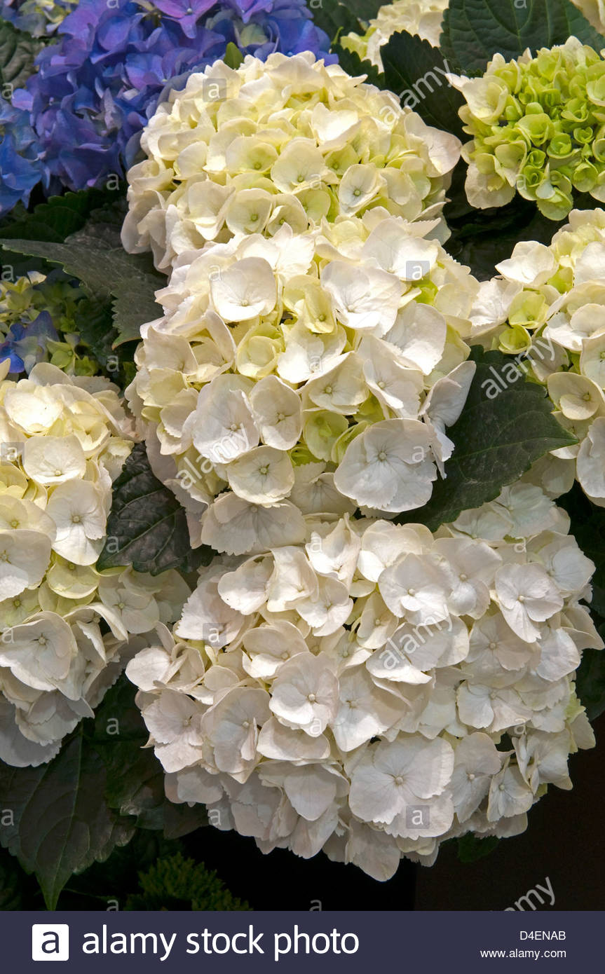Hydrangea 'White Delight' - Hortensja ogrodowa