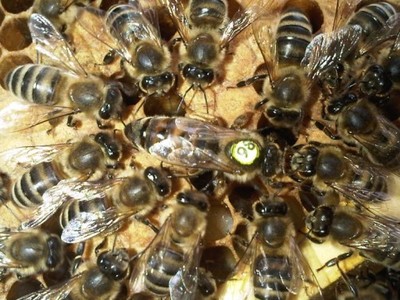 Matki pszczele rasa KRAINKA matka pszczoły rój