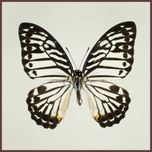 Motyl w gablotce Graphium delesertii