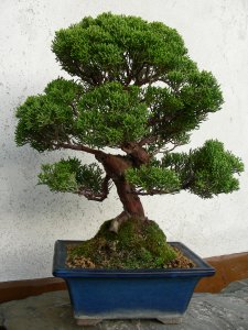 Bonsai Ogrody japońskie Jałowiec chinens Juniperus