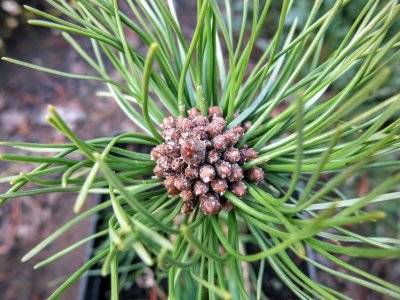 Pinus mugo David Compressa - Rarytas !!!