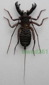 Hypoctonus rangunensis skorpion 90mm Tajlandia