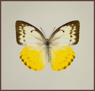 Motyl w gablotce Catopsylla scylla - samica
