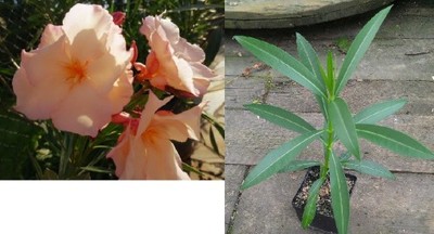 Nerium oleander 'PROVENCE'