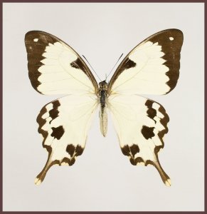 Motyl w gablotce Papilio dardanus meriones- samica