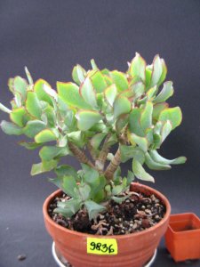 KaktusyCrassula ovata Ripple Jade nr9836 w don13cm