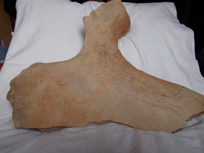 Kość mamuta