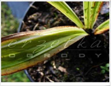 *R12 Turzyca rzędowa Variegata Carex siderosticha