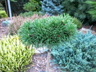 Pinus uncinata Paradekissen - Duży egzemplarz !!!
