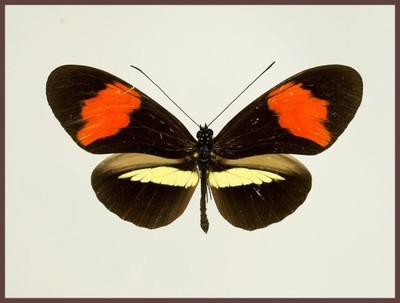 Motyl w gablotce Heliconius melpomene amaryllis