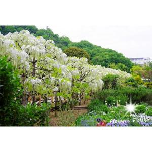 WISTERIA BIAŁA- LIMITOWANA ILOŚĆ Nr.1-034