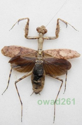 Mantidae sp. 47mm Peru