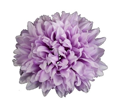 C110 Kwiat Chryzantema główka Lilac
