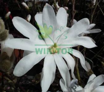 Magnolia GWIEŹDZISTA biała STELLATA MAGNOLIE duże