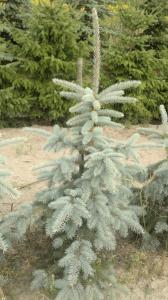 Świerk srebrny  hoopsi  Picea pungens  hoopsi 1,5M