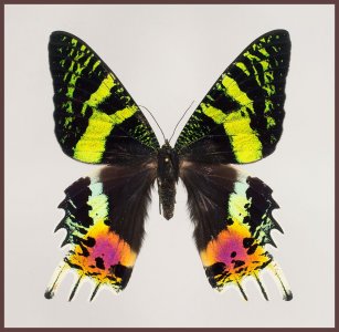 Motyl w gablotce Chrysiridia rhipehus - samica