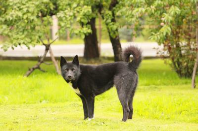 Karelski Pies na Niedźwiedzie - szczeniaki