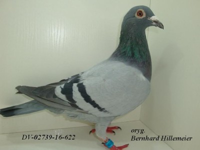 Gołębie pocztowe B.Hillemeier -DV02739-16-622