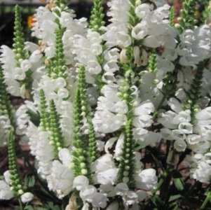 odętka wysokie białe kwiatY-sadzonki z ogródka - 6197970847 - oficjalne  archiwum Allegro