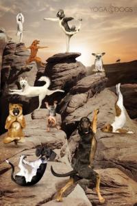 Yoga Dogs Canyon - plakat 61x91,5 cm
