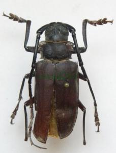 Cerambycidae5 Malezja