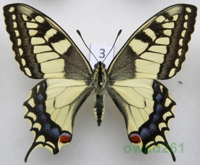 Papilio machaon Paź królowej 72mm3