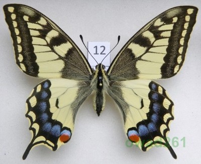 Papilio machaon Paź królowej 79mm12