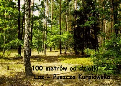 Działka 130km od Warszawy pod lasem /Mazury.