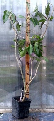 Solandra Maxima z kwitnącej rośliny 110-120 cm