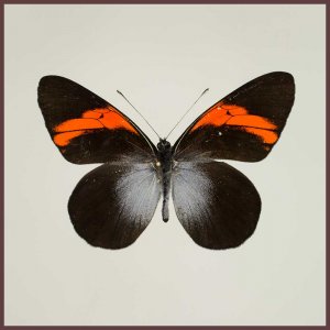 Motyl w gablotce Pereute callinira
